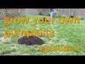 How to Start Your Own Backyard Pumpkin Patch - Summer 2017