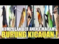 Download Lagu KOMPILASI VIDEO DAN SUARA ANEKA BURUNG KICAU DI INDONESIA