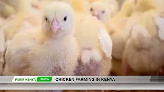 HOW TO START A PROFITABLE CHICKEN FARM