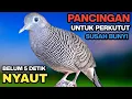 Download Lagu Perkutut lokal gacor suara besar Pancingan untuk yang susah bunyi 100% ampuh langsung nyaut