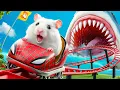 Download Lagu Hamster in Roller Coaster - Hamster vs the Giant Shark