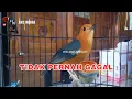 Lagu Pancingan Suara Anis Merah Jantan Merangsang Bunyi Anis Merah Macet Langsung Nyaut !!