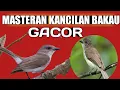Lagu Masteran kancilan bakau gacor