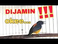 Download Lagu kemade bunga api gacor, pancingan kemade paling oke