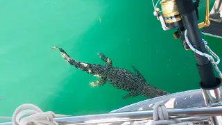 Ep 297 | Crocodile Madness, Ruby Falls, Kimberley, Sailing Nutshell