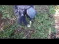 Download Lagu How to prune your ground cover rose