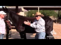 Structure of a Mule - Differences Between Mules and Horses Steve Edwards