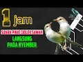 Download Lagu 1JAM SUARA PIKAT CIBLEK SAWAH PALING AMPUH LANGSUNG PADA NYAMBER