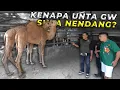 Download Lagu Ternyata Unta yang Suka Nendang Punya Alasan Kuat!