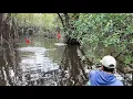 Download Lagu HUTAN RAWA YANG MASIH BANYAK DI HUNI IKAN KERANDANG