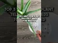 Download Lagu Top 3 Ways Your Plant Tells You It Needs To Be Repotted