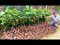 Growing Sweet Potatoes at Home for High Yield, Easy for Beginners