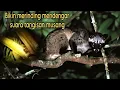 Download Lagu SUARA MUSANG MENANGIS MIRIP SEPERTI SUARA KUNTILANAK @osmanpetualang2137