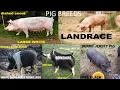 Pig Breeds