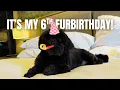 Shih Tzu Khen s 6th Birt ay Staycation at Hilton Manila Dog-Friendly Hotel Newport World Resorts