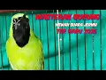 Download Lagu Masteran cucak ijo,terbaru 2025,suara jernih,mudah di tiru,guru polal terbaik#burungkicaudialamliar