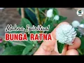 Download Lagu rahasia bunga ratna secara spiritual juga bagus untuk kesehatan@laskartaru #tanaman #bunga #shorts