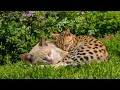 Download Lagu (Geen advertenties) Ontspannende muziek voor katten om te slapen 💤🐱