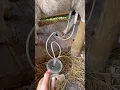 Download Lagu Manual hand pump for milking sheep (or goats). No power source. Easier than hand milking #dairysheep