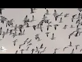 Delta Waterfowl March 2019 Migration Report