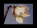 FKJ & Bas - Risk (Unofficial Music Video)