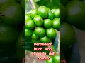 Download Lagu Perbedaan buah kopi Robusta dan Arabika. #pertanian
