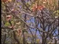 Temperate Deciduous Forest Biome