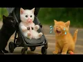 Download Lagu Stray Kitten Try to Snatch the Baby Kitten - Saved By Mama Cat 