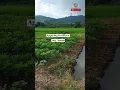 Download Lagu APPLYING FERTILIZER FOR SOY BEANS  #youtubeshortvideo #ytshortsvideo #ytshorts #farminglife