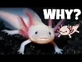 Why Axolotls Are Endangered and How You Can Help