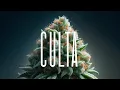 Inside CULTA Maryland s Cannabis Pioneers Exclusive Behind-the-Scenes Tour