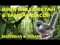 Download Lagu masteran ciblek, masteran dan terapi burung ciblek, masteran dan terapi suara air