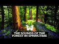 🎵❤️ Sounds Of The Forest in  Springtime | Nature Music | British Birdsong - Bird Sounds UK Vol 1.