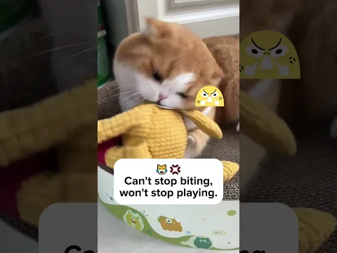 Your cat’s newest addiction!? 😽 #ChompcleanToy