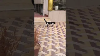          كيوت تحبون القطط ولا لا قطط قطة كيوت               دندنها