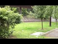 Calico Train