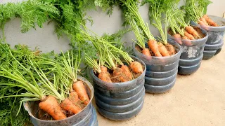 Download Growing carrots in plastic bottles is easy, the bulbs are big and beautiful MP3