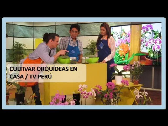 CÓMO CULTIVAR ORQUÍDEAS EN CASA PROG BIEN POR CASA TV PERÚ