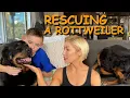 We Adopted a Dog from a Rescue