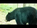 Bobcat vs Bear Size Comparison
