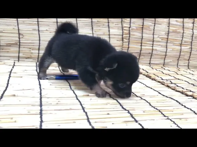 動画
