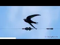 Download Lagu Panggilan Swift umum divisualisasikan pada SongRender
