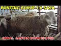 Download Lagu BURUAN DI ORDER !! DOPER \u0026  SULFOX FB IMPOR HADIR DI KANDANG SHANOM FARM KEDIRI WA 085784193257