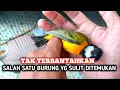 Lagu TERNYATA BURUNG INI BELUM PUN4H❗ YANG PUNYA BURUNG INI SANG4T BERUNTUNG