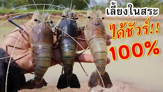 กุ้งก้ามกรามเลี้ยงในสระรวมกับปลาไม่มีเครื่องตีน้ำเลี้ยงได้ชัวร์100%ผ่านมา2ปีใหญ่เกือบเท่าแขนเด็กน้อย
