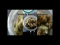 GREEN CULTURE DISPENSARY CANNABIS