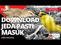 Download Lagu burung kenari ngeroll nembak fighter gacor dor vs ciblek sawah ngbren panjang | MasteringID