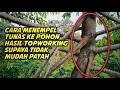 Lagu Penempelan tunas ke batang hasil topworking 