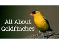 All About Goldfinches Backyard Bird Series - FreeSchool