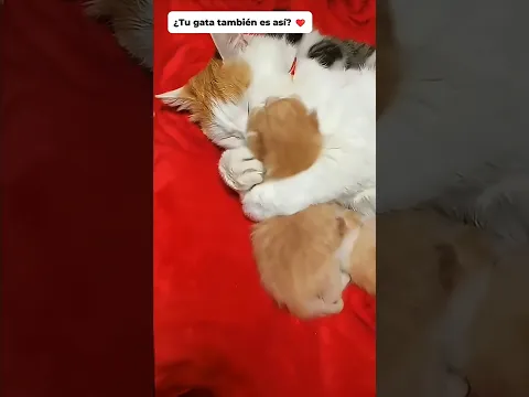 Mama cat?